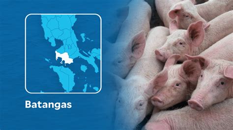 DA begins controlled trial of ASF vaccines in Batangas town.